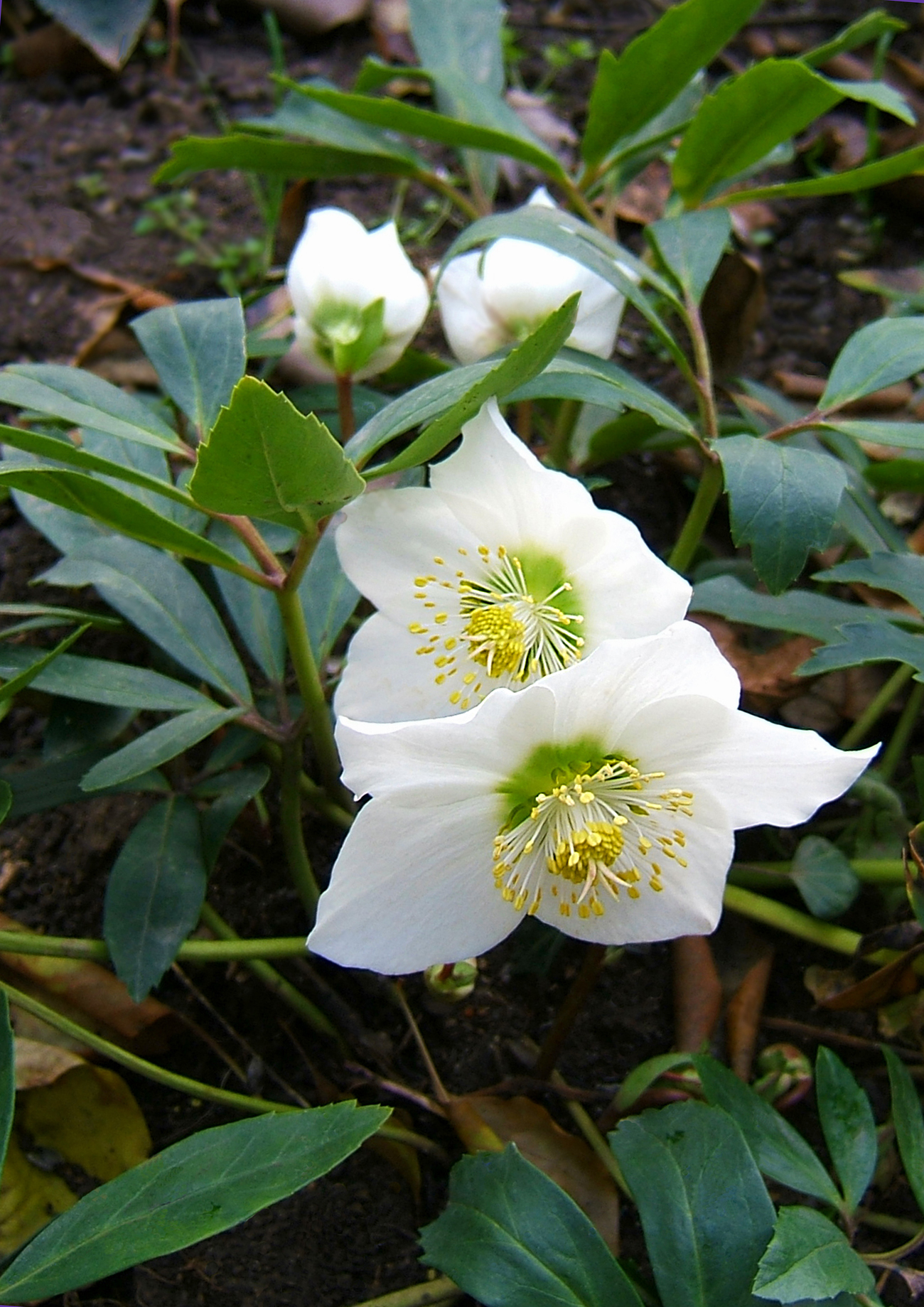 Helleborus niger, Christmas rose — clumping evergreen (Ranunculaceae) (image 4 of 10)