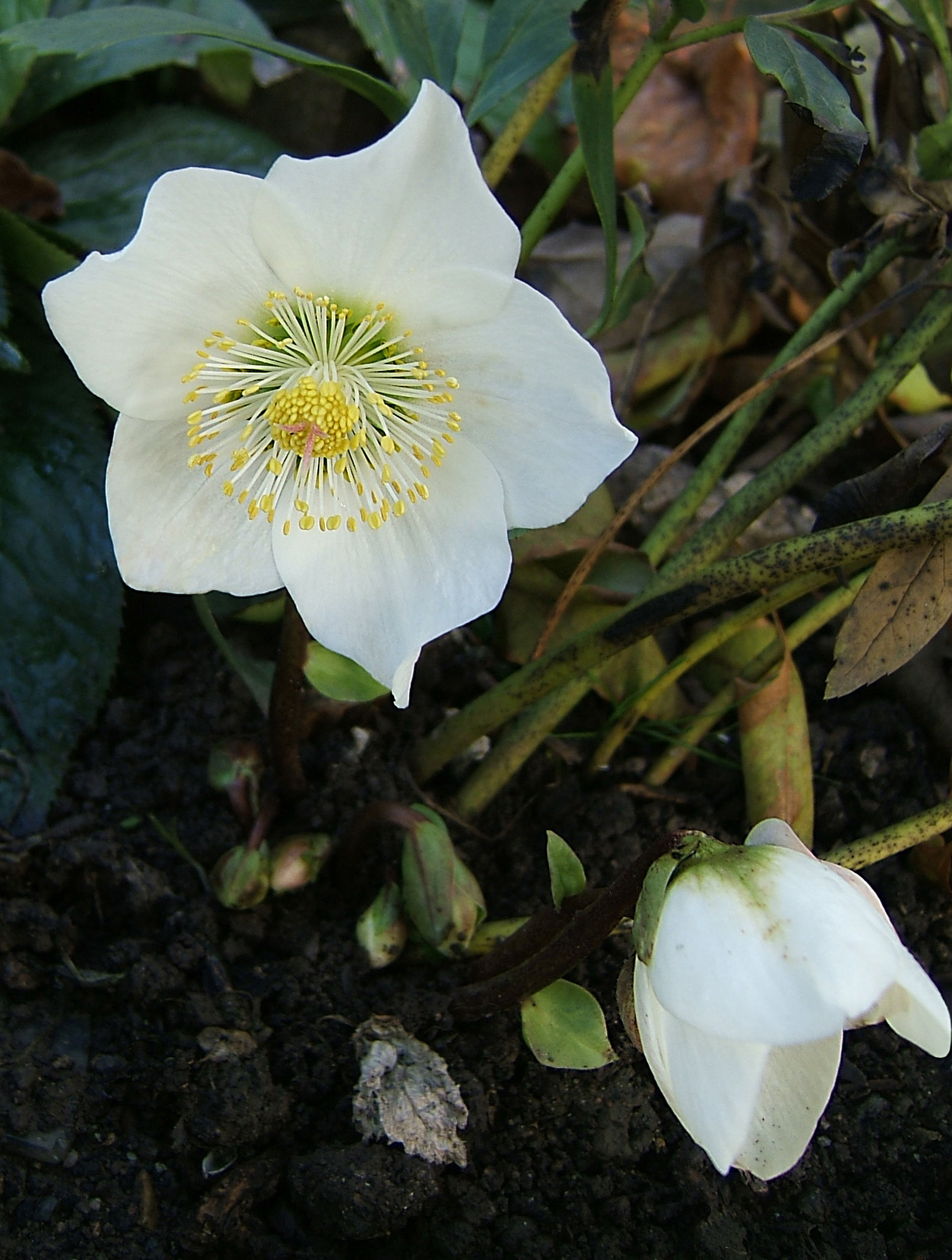 Helleborus niger, Christmas rose — clumping evergreen (Ranunculaceae) (image 5 of 10)
