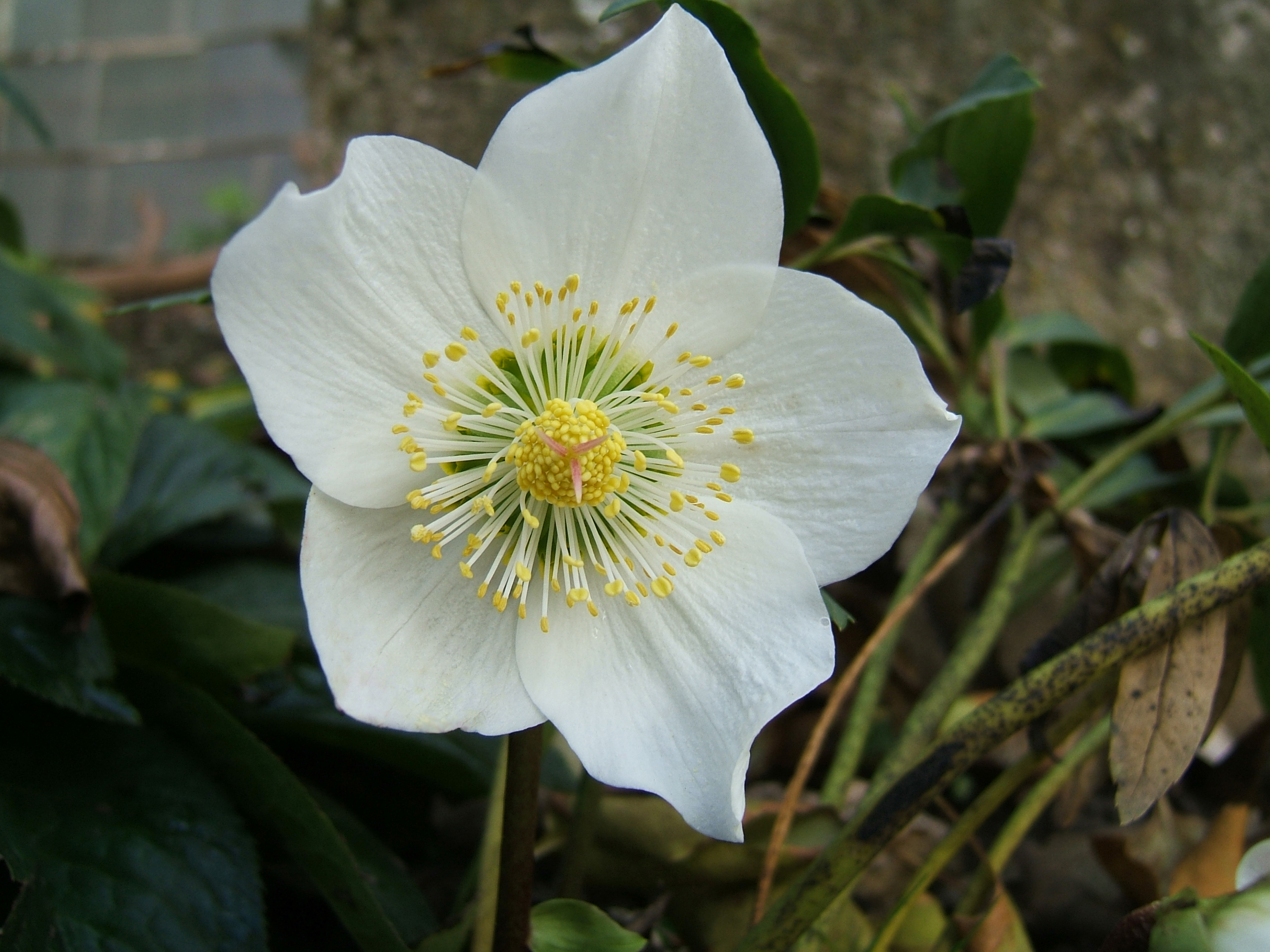 Helleborus niger, Christmas rose — clumping evergreen (Ranunculaceae) (image 6 of 10)