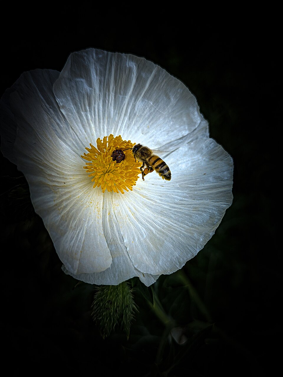 Argemone albiflora (white prickly poppy) (alternate view 7)