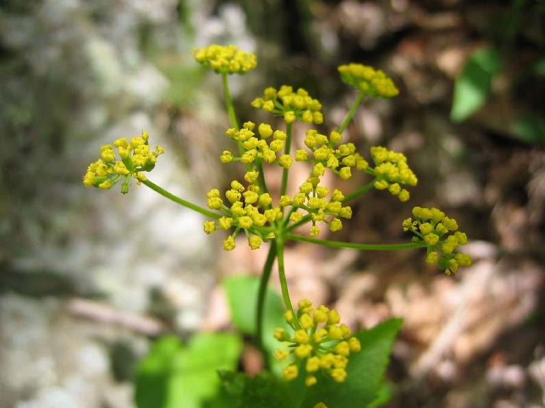 Zizia (Alexanders)
