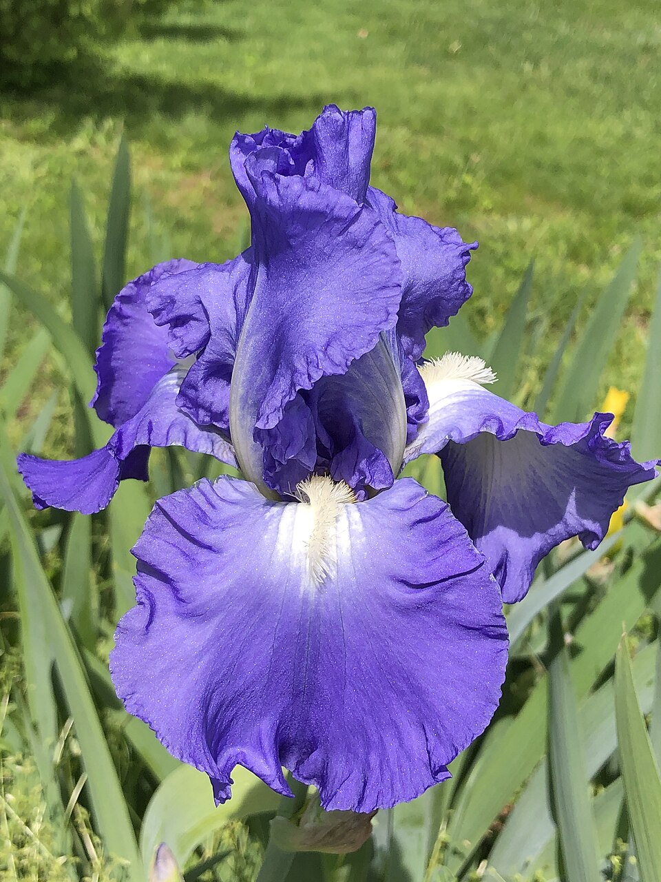 Iris germanica 'Victoria Falls' (Victoria Falls Reblooming Iris)