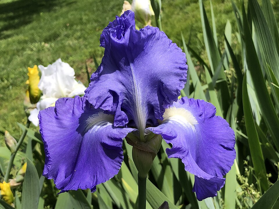 Iris germanica 'Victoria Falls' (Victoria Falls Reblooming Iris) (alternate view 2)