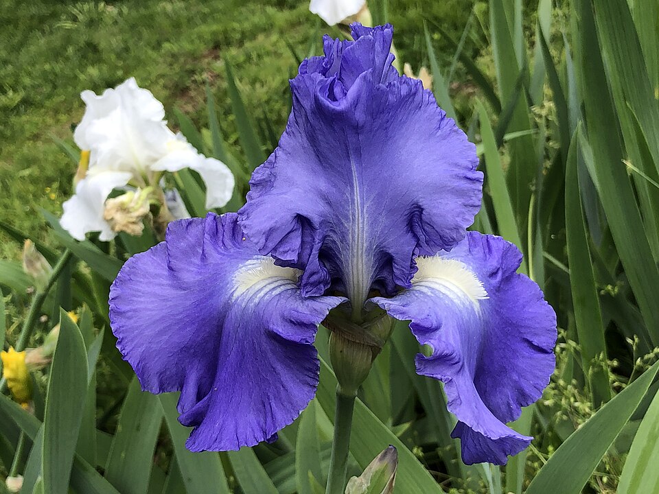 Iris germanica 'Victoria Falls' (Victoria Falls Reblooming Iris) (alternate view 3)