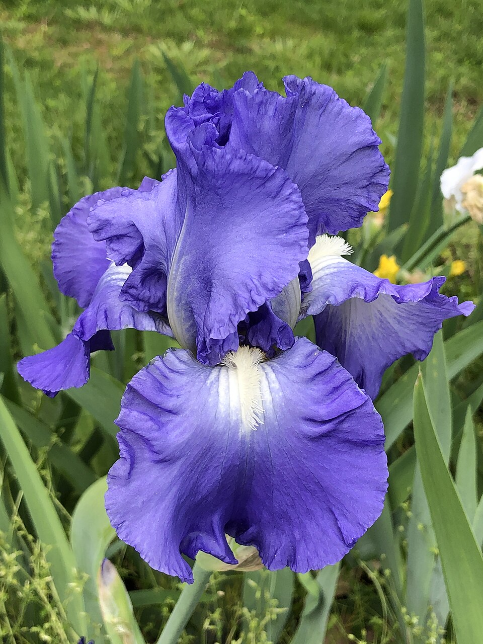 Iris germanica 'Victoria Falls' (Victoria Falls Reblooming Iris) (alternate view 4)
