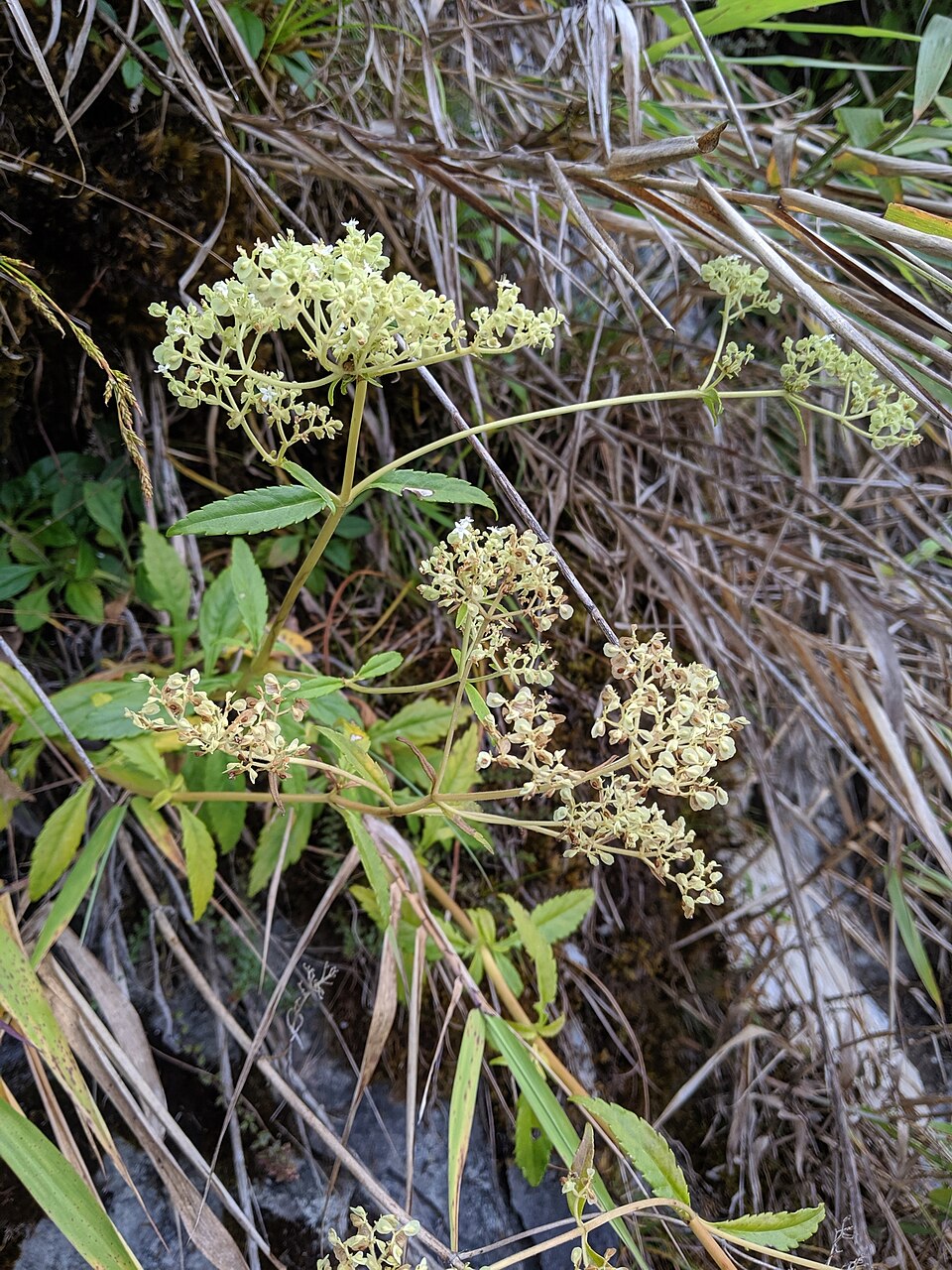 Patrinia