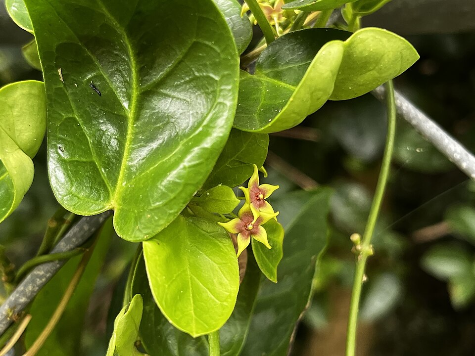 Vincetoxicum (dog-strangling vines) (alternate view 2)