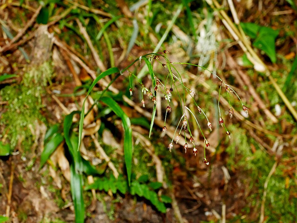 Luzula (woodrushes) (alternate view 11)