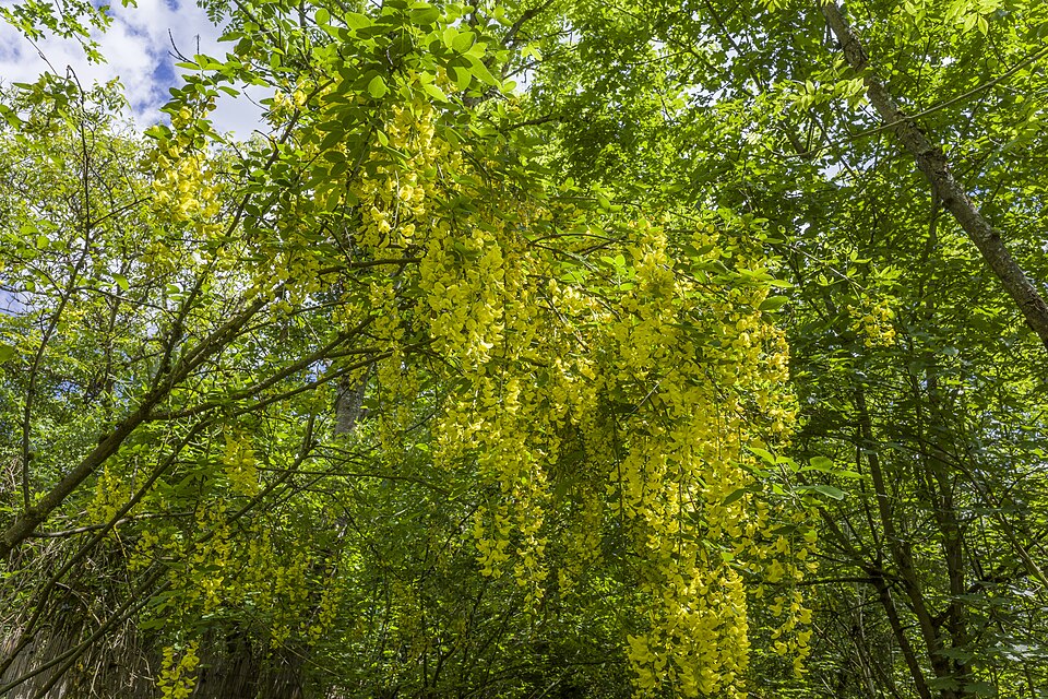 Laburnum (Laburnums) (alternate view 2)