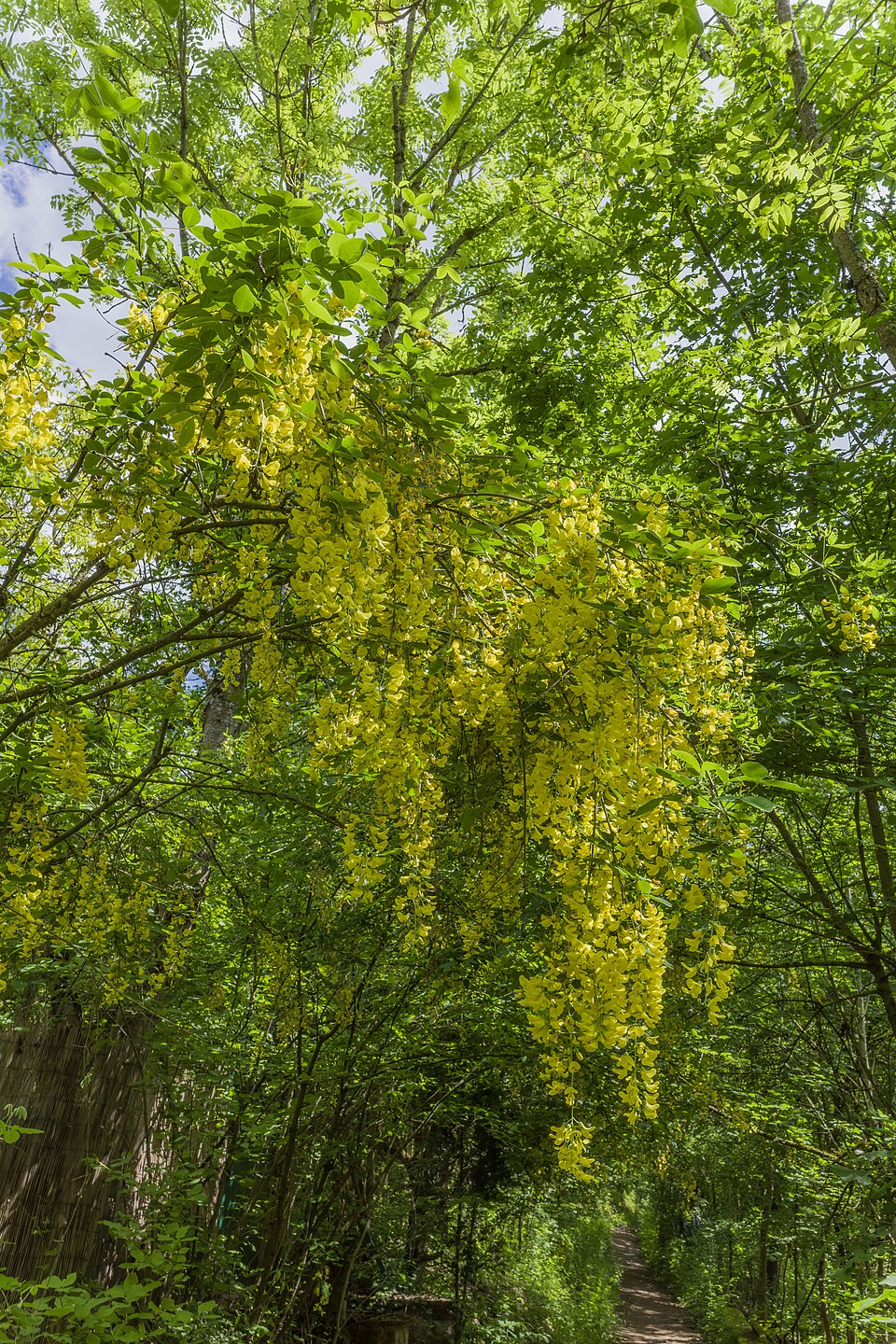 Laburnum (Laburnums) (alternate view 3)