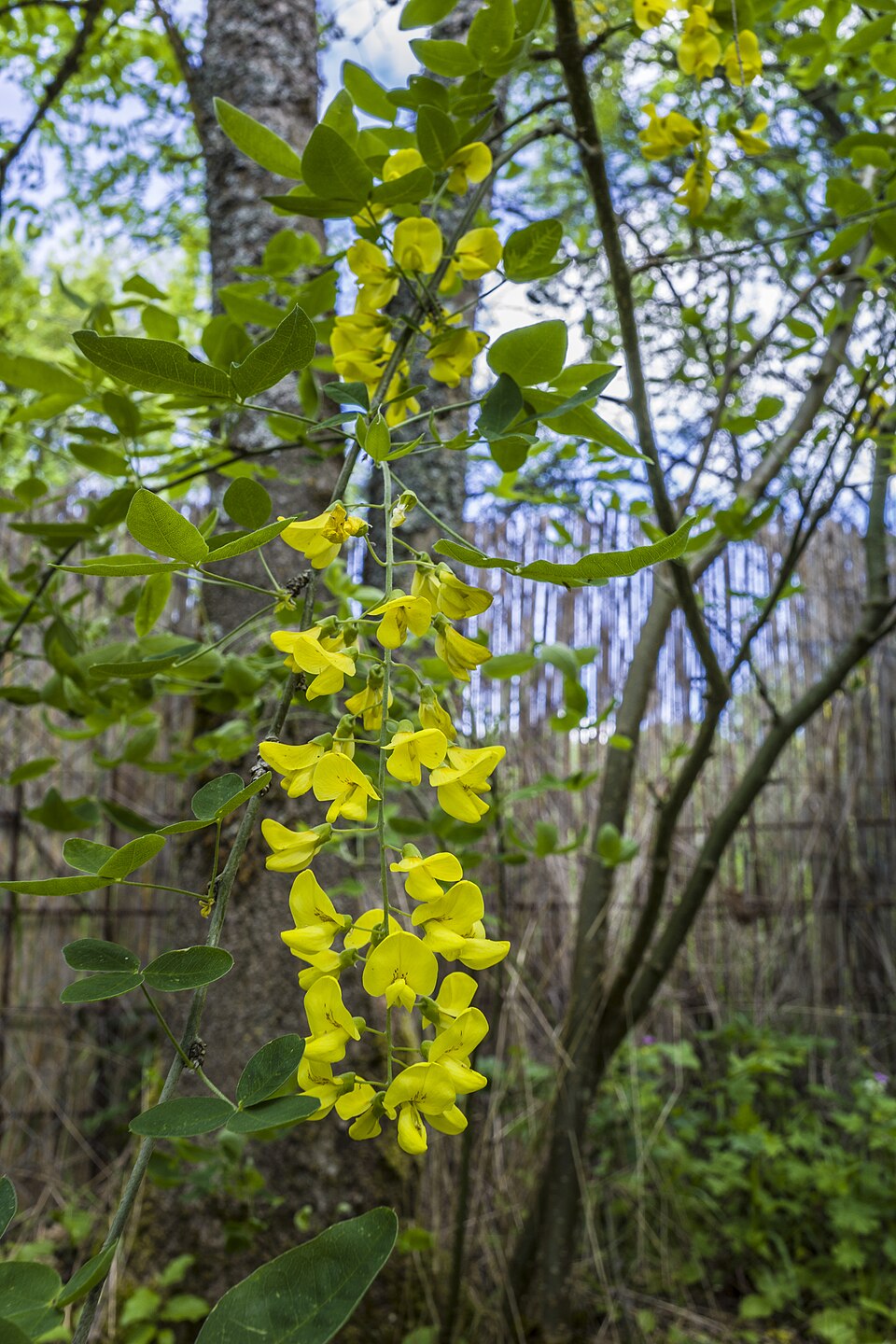Laburnum (Laburnums) (alternate view 4)