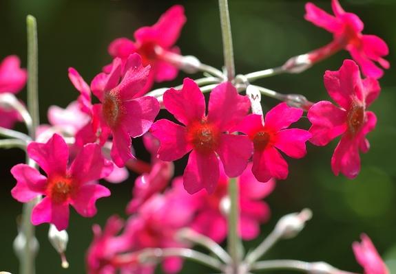 Primula beesiana (Bee's Primrose)