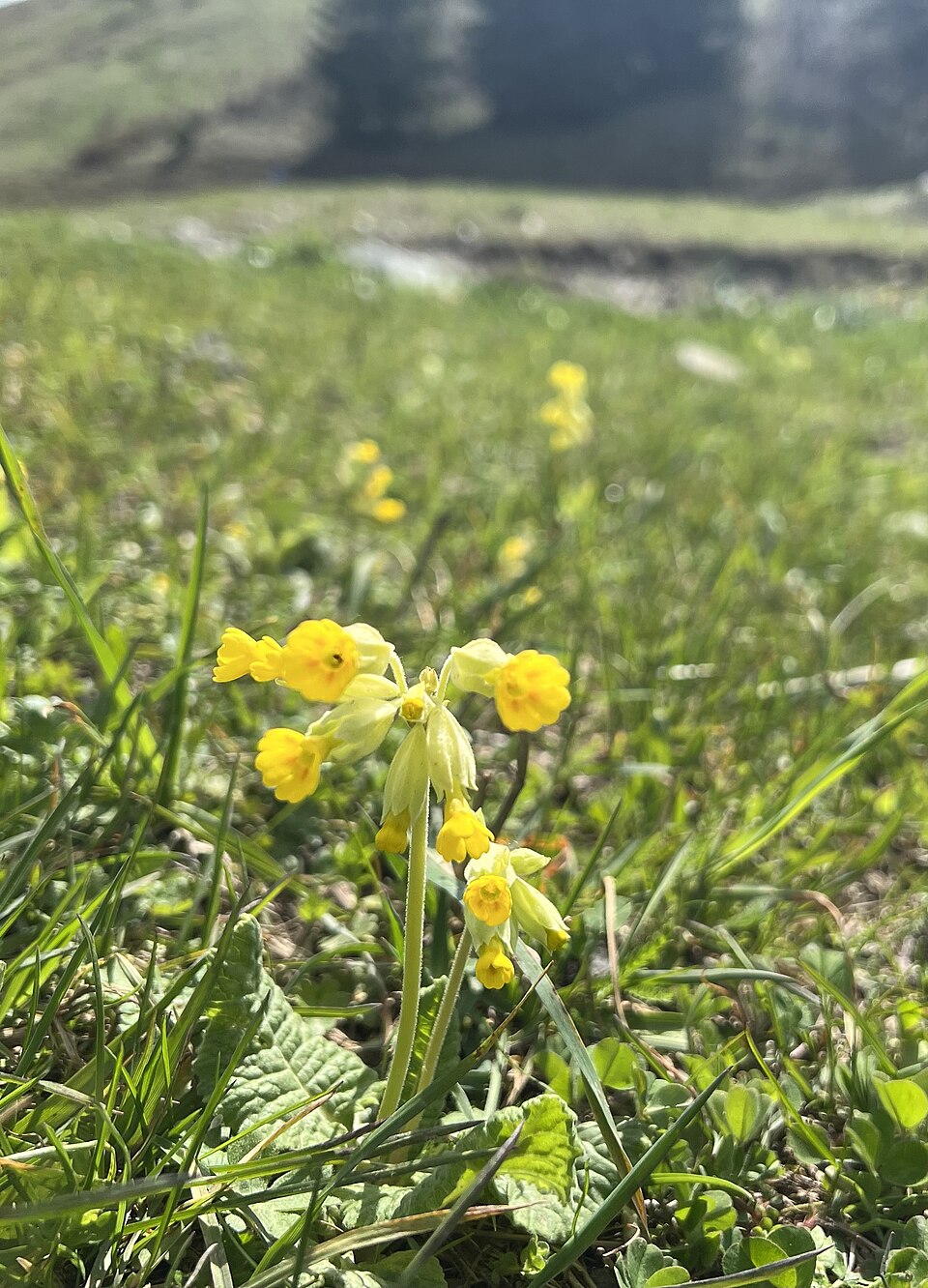 Primula veris (Cowslip)