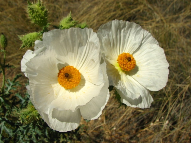 Argemone albiflora (white prickly poppy) (alternate view 8)