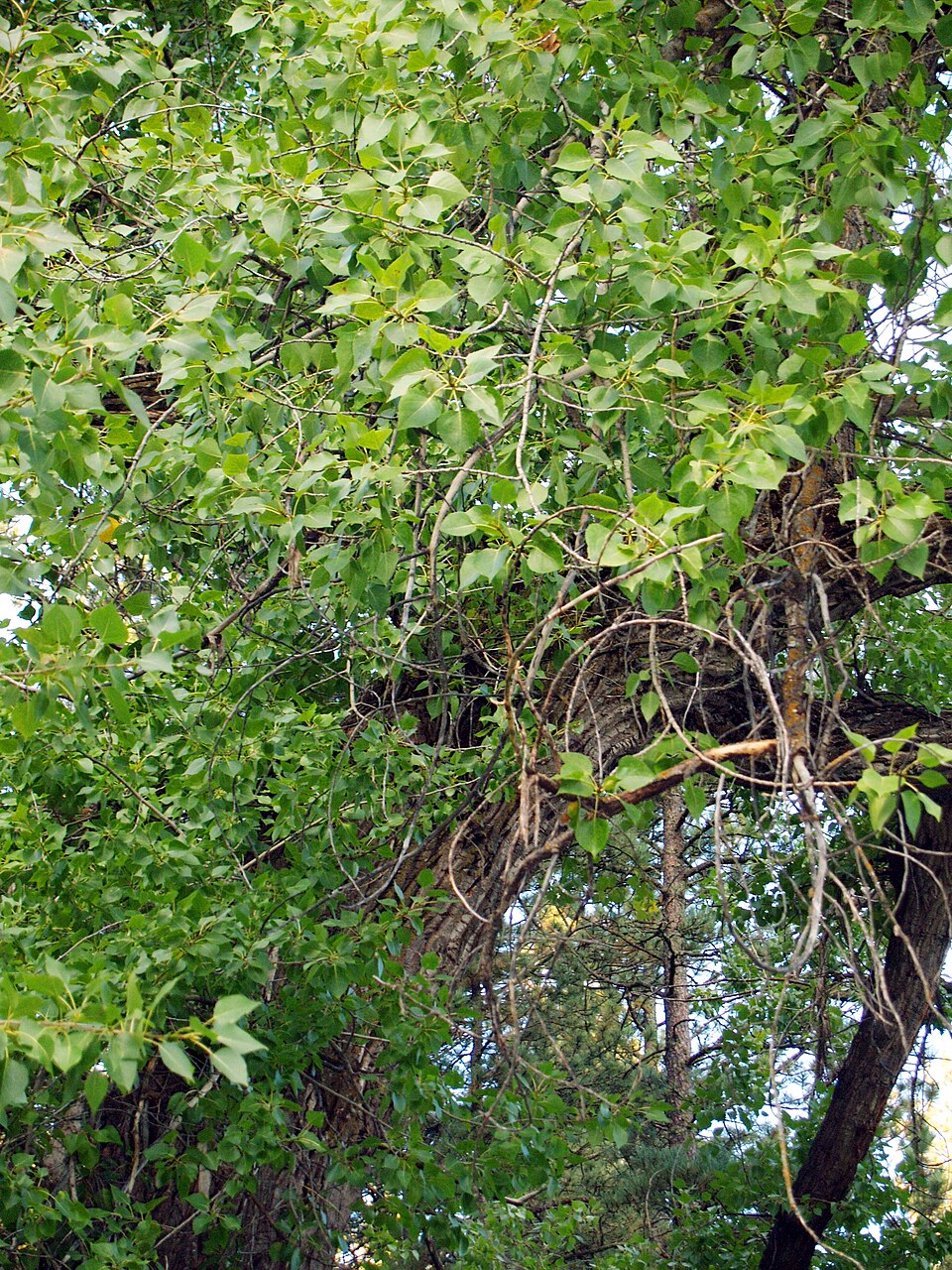 Populus × acuminata (lanceleaf cottonwood) (alternate view 2)