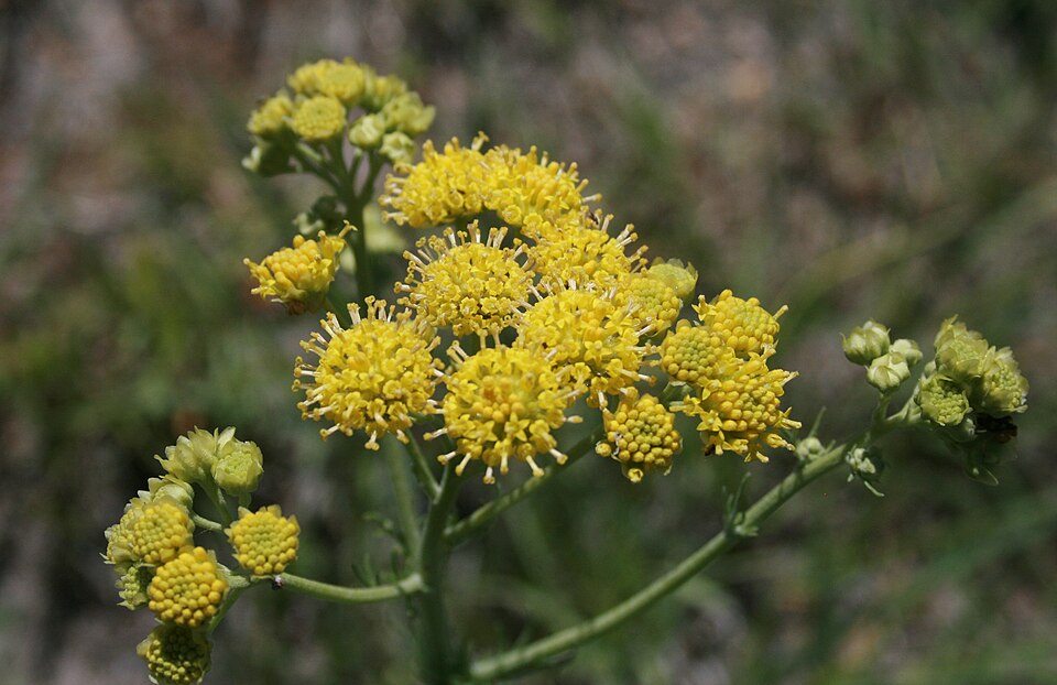 Hymenopappus (Woollywhites)