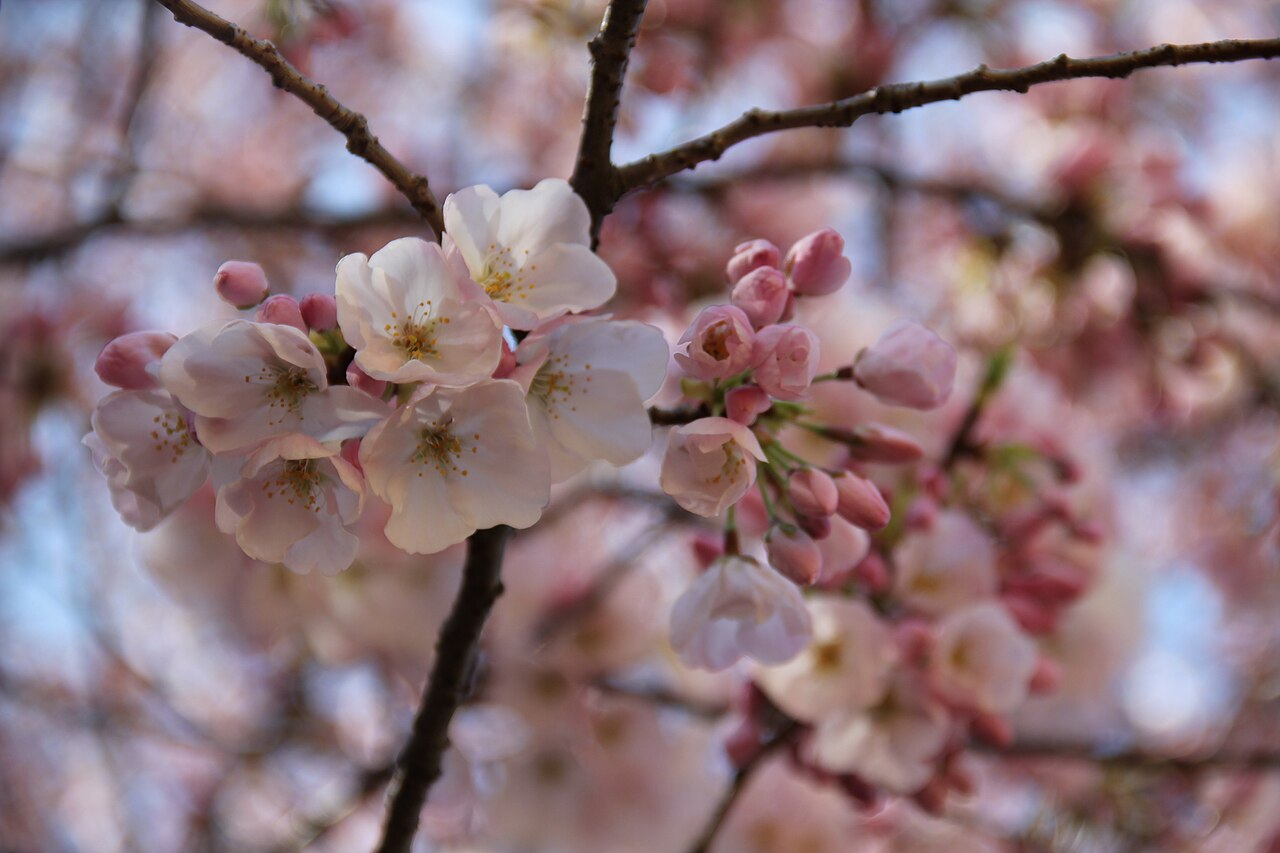 Prunus × yedoensis 'Akebono' (Akebono Cherry)