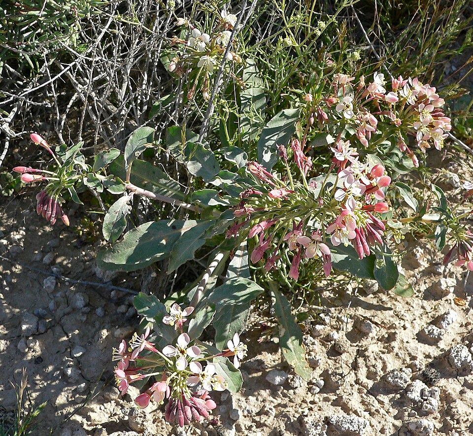 Eremothera boothii (Booth's Evening Primrose)