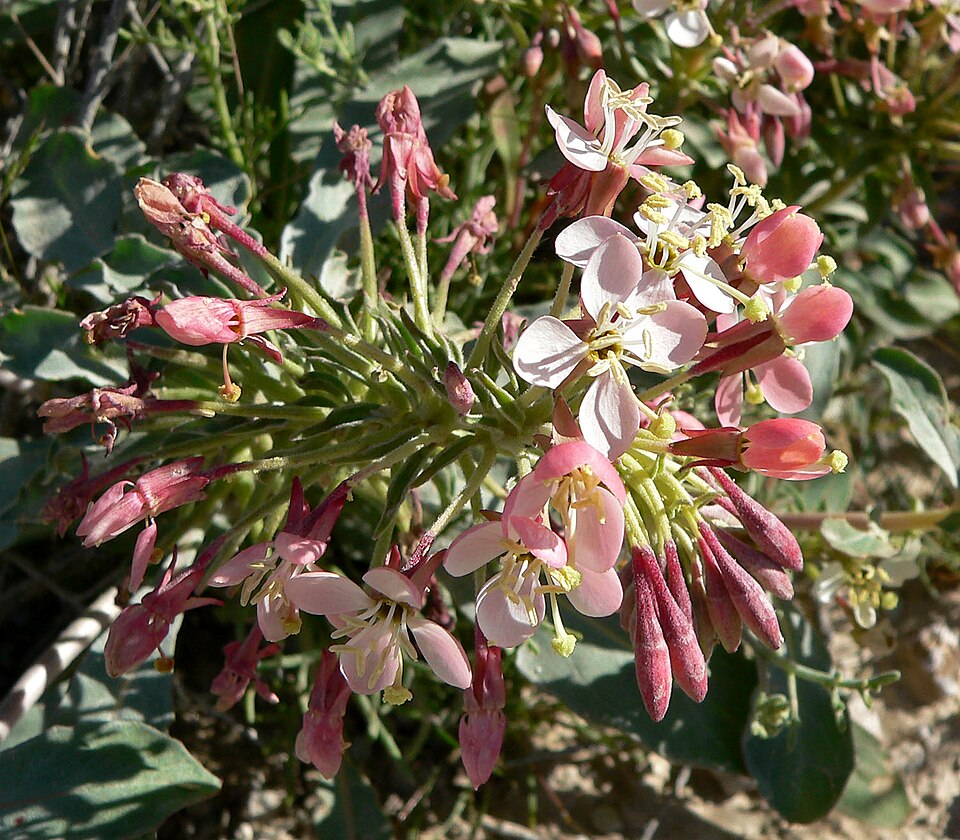Eremothera boothii (Booth's Evening Primrose) (alternate view 2)