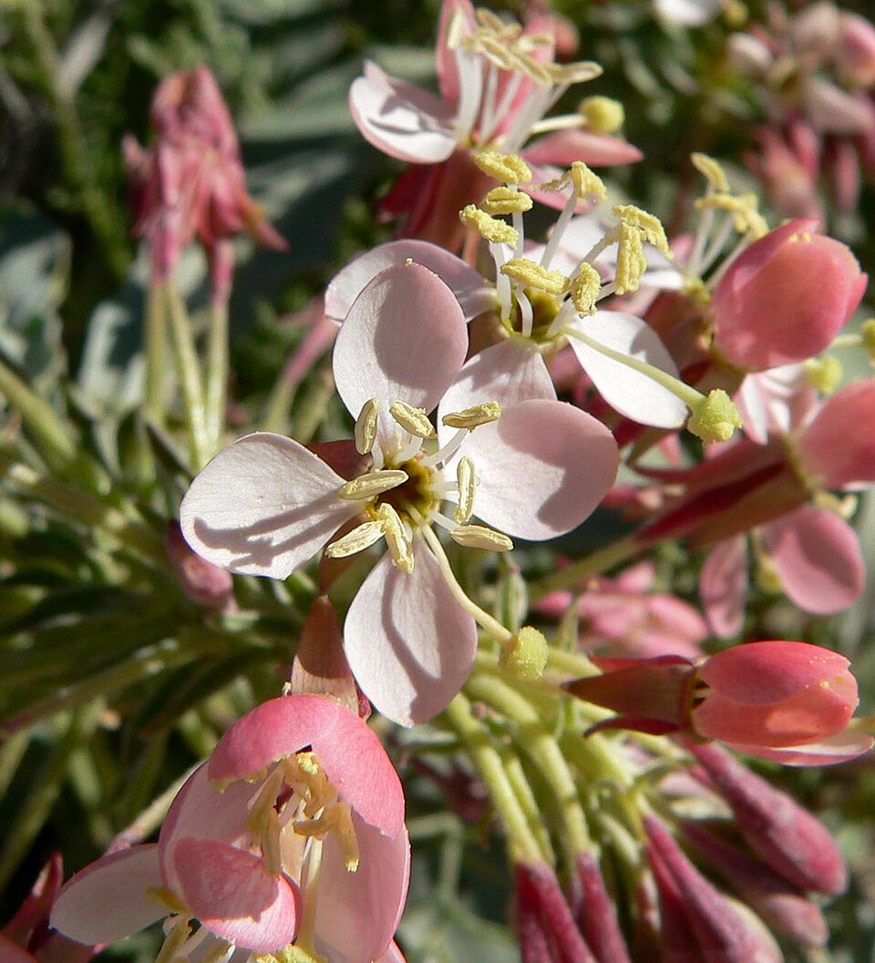 Eremothera boothii (Booth's Evening Primrose) (alternate view 3)
