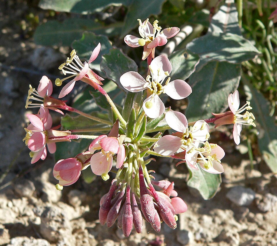 Eremothera boothii (Booth's Evening Primrose) (alternate view 4)