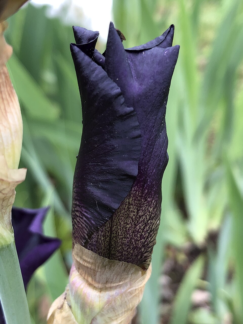 Iris germanica 'Rosalie Figge' (Rosalie Figge Reblooming Iris) (alternate view 3)