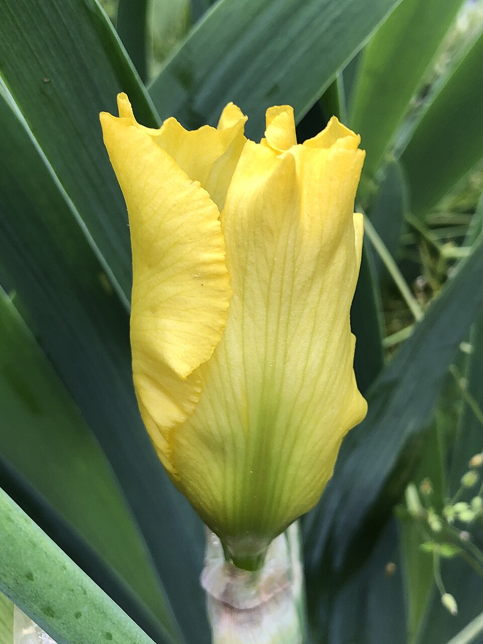 Iris germanica 'Harvest of Memories' (Harvest of Memories Reblooming Iris)