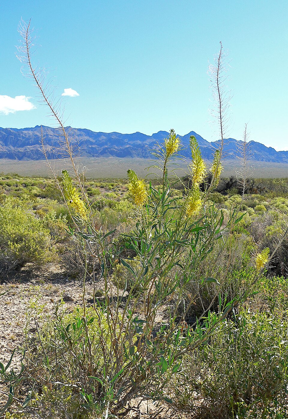 Stanleya pinnata (Desert Prince's Plume) (alternate view 10)