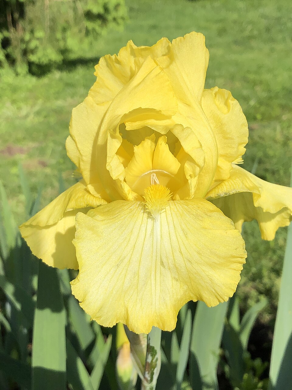 Iris germanica 'Harvest of Memories' (Harvest of Memories Reblooming Iris) (alternate view 2)