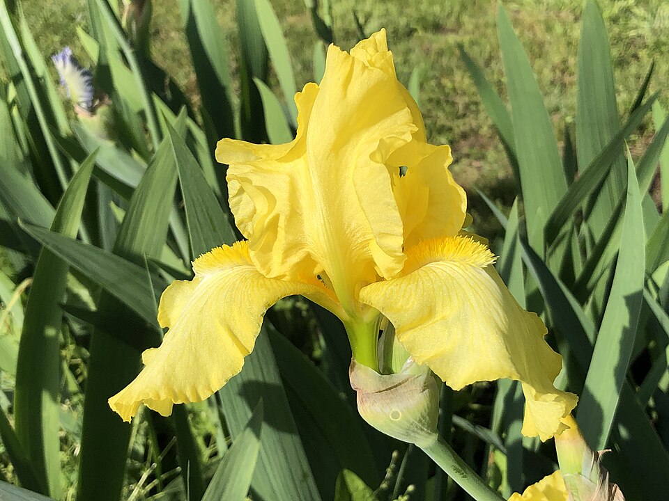 Iris germanica 'Harvest of Memories' (Harvest of Memories Reblooming Iris) (alternate view 3)