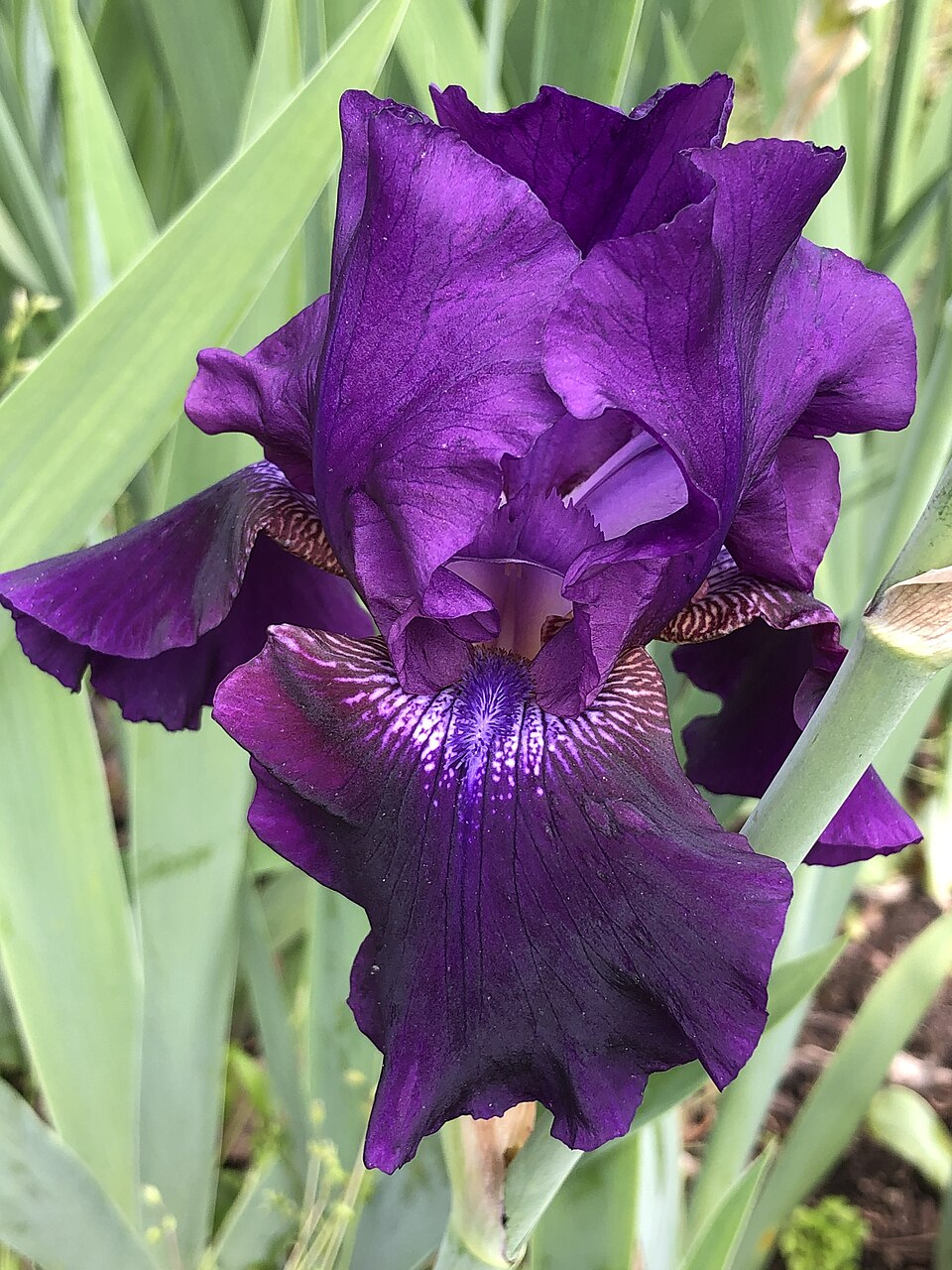 Iris germanica 'Rosalie Figge' (Rosalie Figge Reblooming Iris) (alternate view 4)