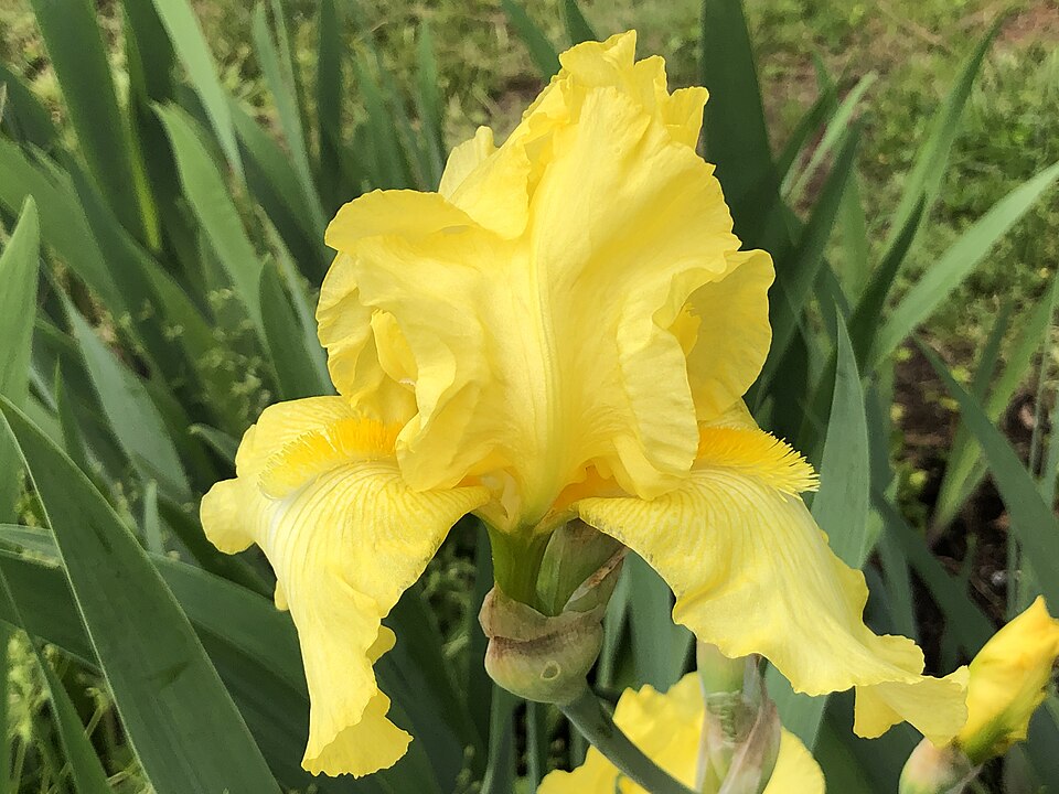 Iris germanica 'Harvest of Memories' (Harvest of Memories Reblooming Iris) (alternate view 4)