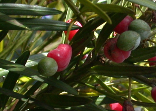 Podocarpus macrophyllus (Buddhist pine) (alternate view 11)