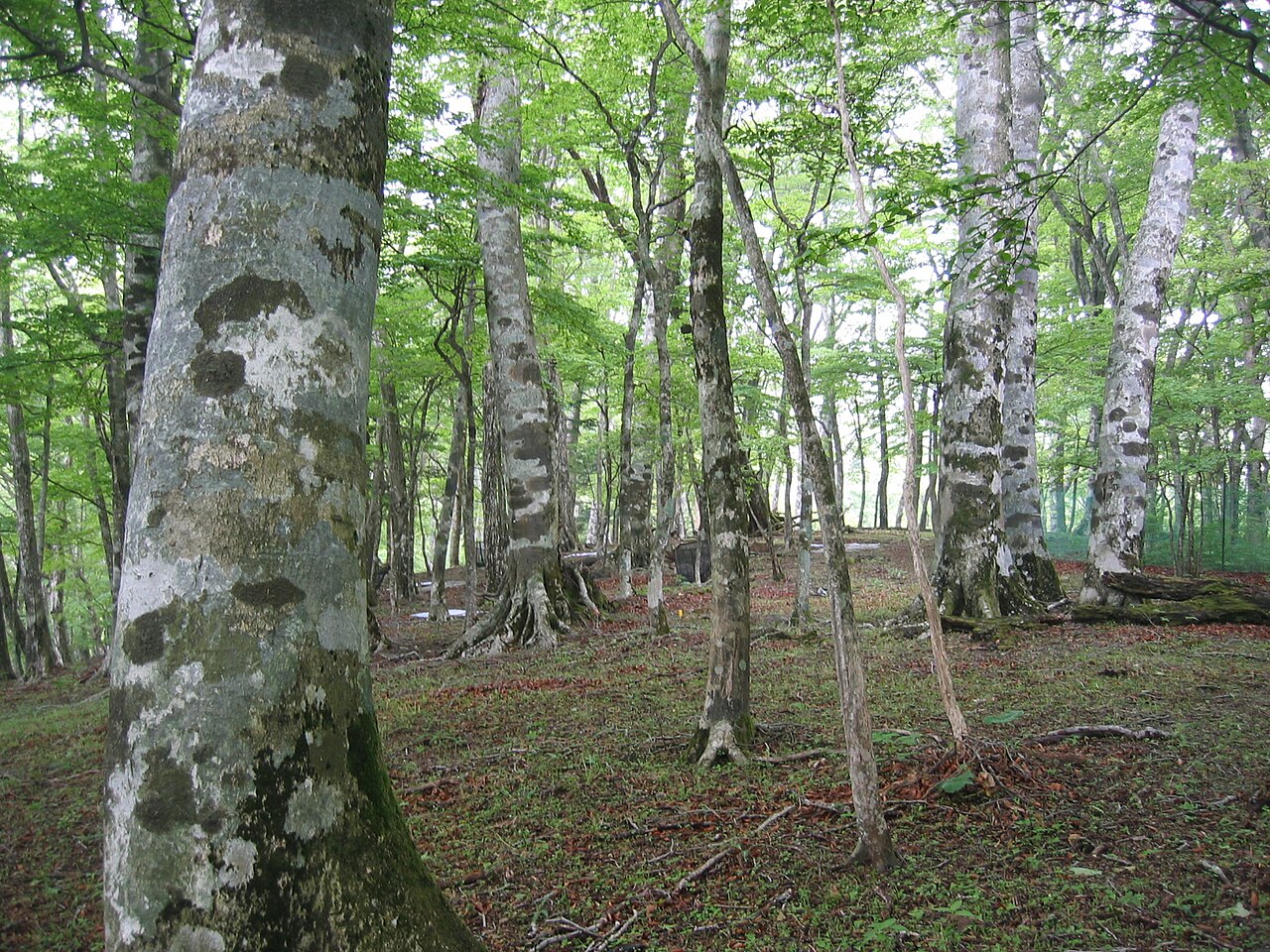 Fagus crenata, Japanese beech — upright deciduous (Fagaceae) (image 5 of 10)