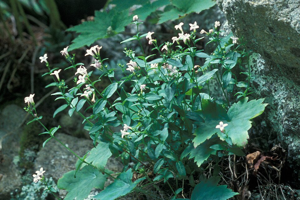 Houstonia purpurea (summer bluet)