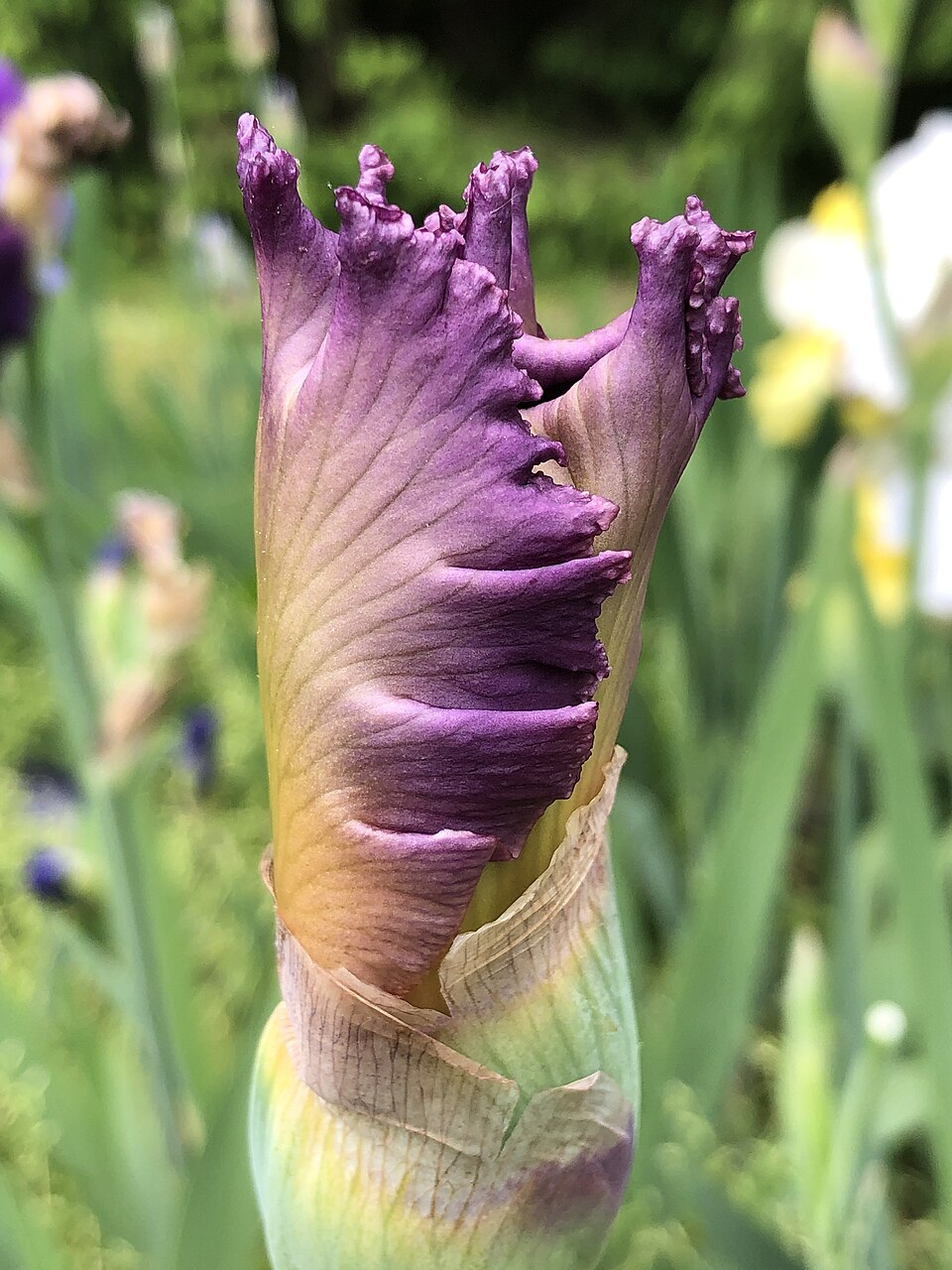 Iris germanica 'Social Graces' (Social Graces Bearded Iris) (alternate view 2)