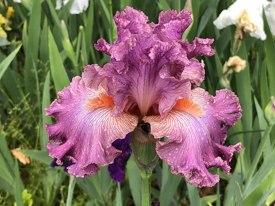 Iris germanica 'Social Graces' (Social Graces Bearded Iris) (alternate view 3)