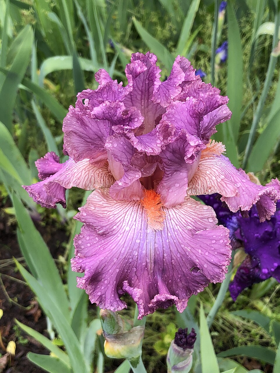 Iris germanica 'Social Graces' (Social Graces Bearded Iris) (alternate view 4)