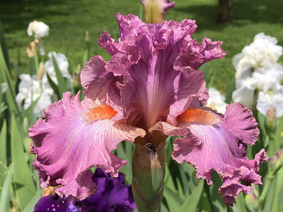 Iris germanica 'Social Graces' (Social Graces Bearded Iris) (alternate view 5)