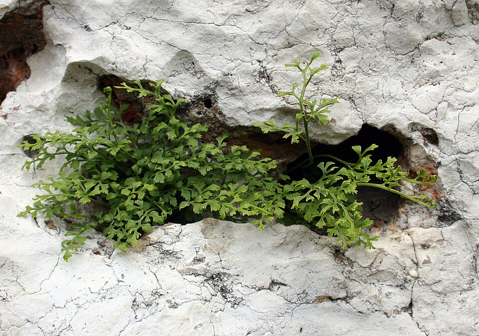 Asplenium ruta-muraria (wall-rue)