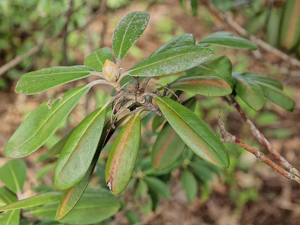 Rhododendron 'Ken Janeck' (Ken Janeck Rhododendron) (alternate view 3)