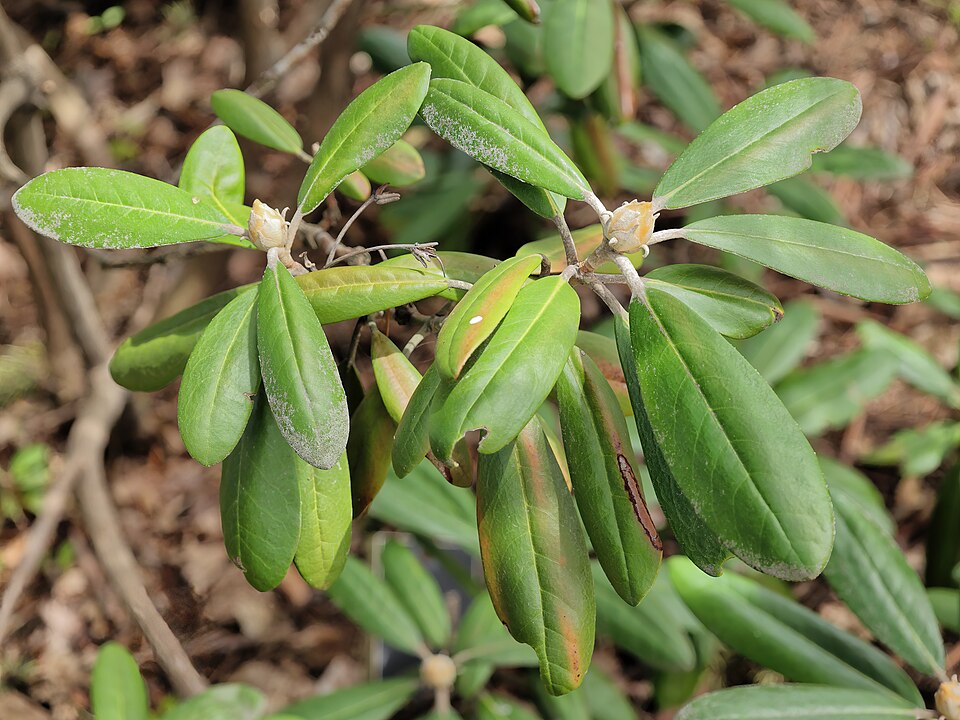 Rhododendron 'Ken Janeck' (Ken Janeck Rhododendron) (alternate view 4)
