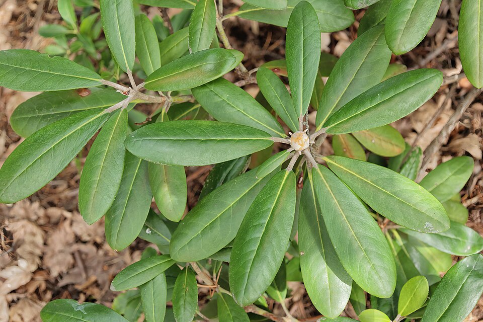 Rhododendron 'Ken Janeck' (Ken Janeck Rhododendron) (alternate view 5)