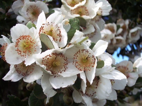 Eucryphia cordifolia (eucryphia) (alternate view 2)