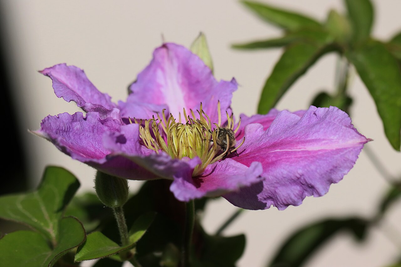Clematis florida, Passion flower clematis — climbing semi-evergreen (Ranunculaceae) (image 5 of 6)
