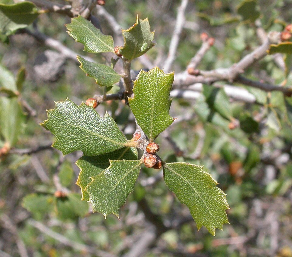 Quercus berberidifolia (California scrub oak) (alternate view 3)