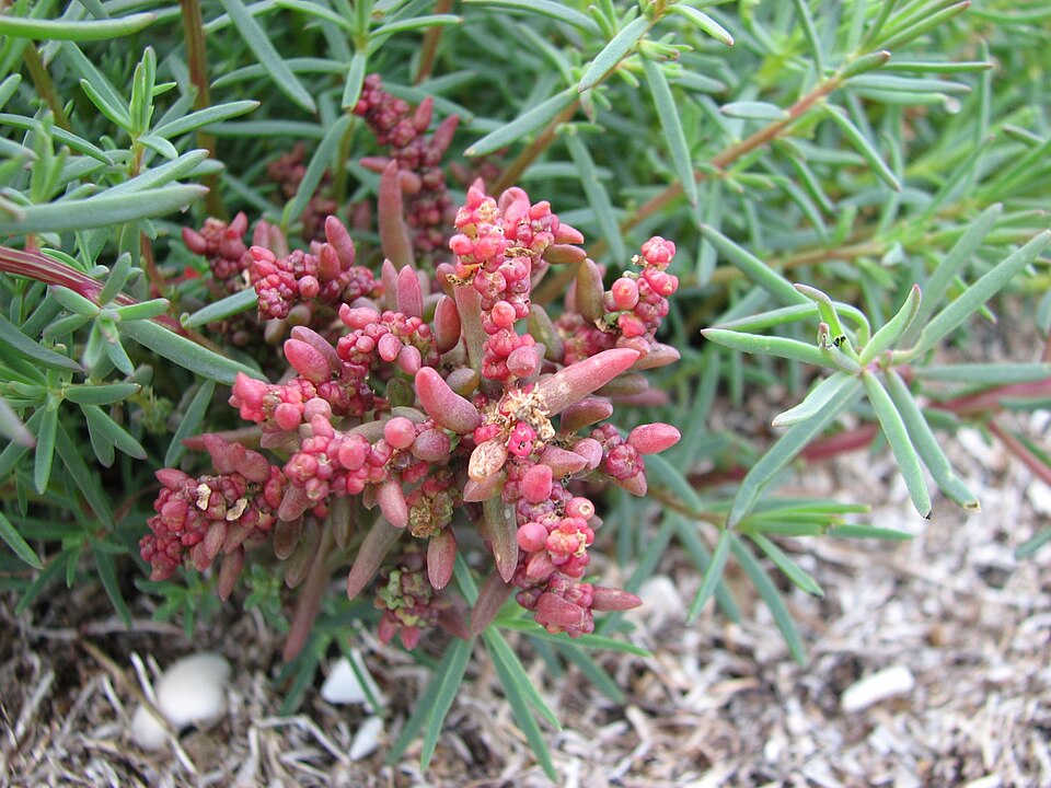 Suaeda australis (Austral Seablite) (alternate view 6)