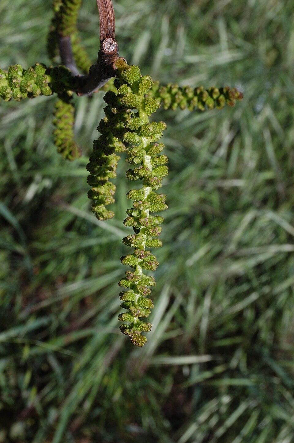 Juglans californica (California Black Walnut)