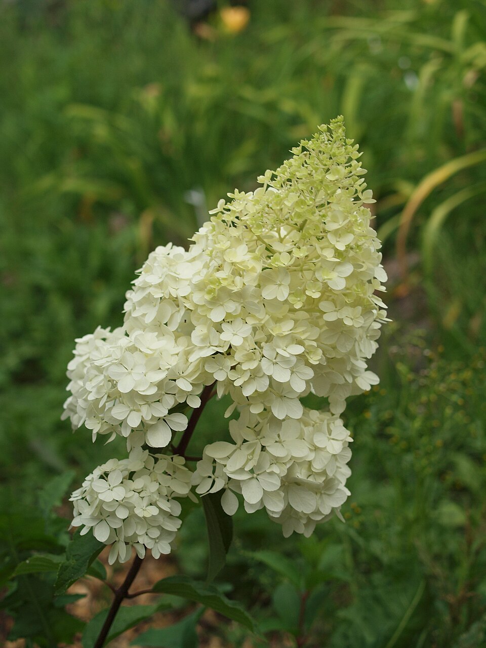 Hydrangea paniculata 'Renhy' (Vanilla Strawberry Hydrangea Tree)