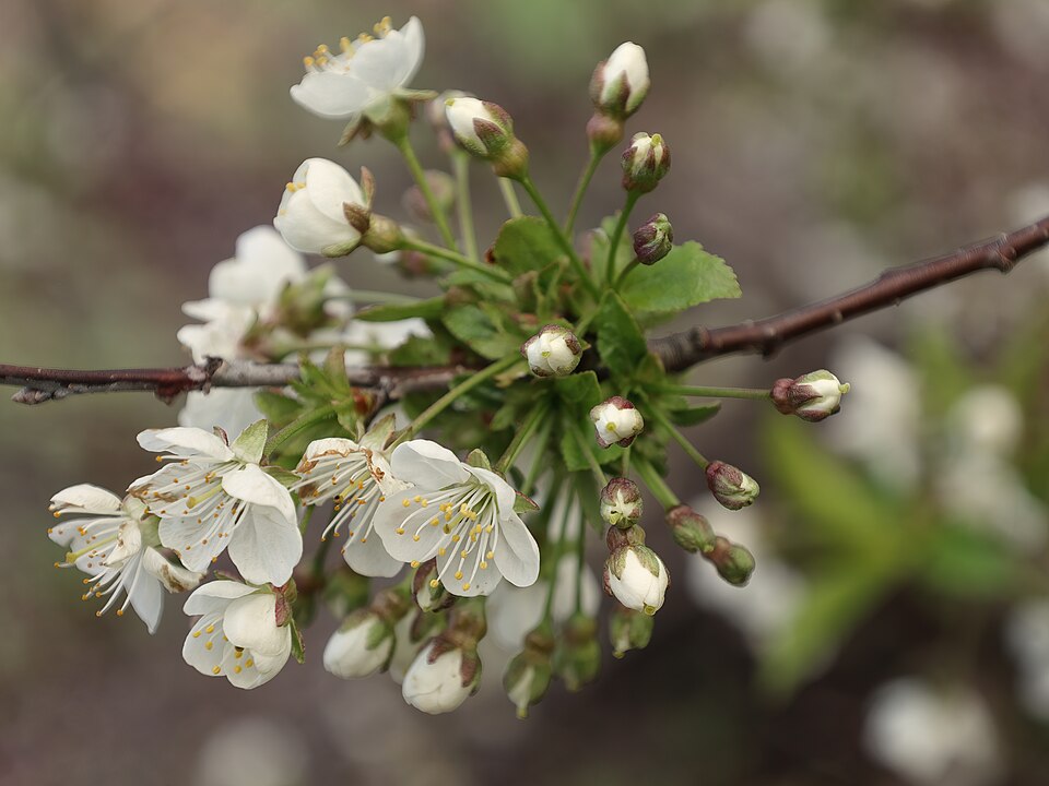 Prunus cerasus 'North Star' (North Star Cherry)
